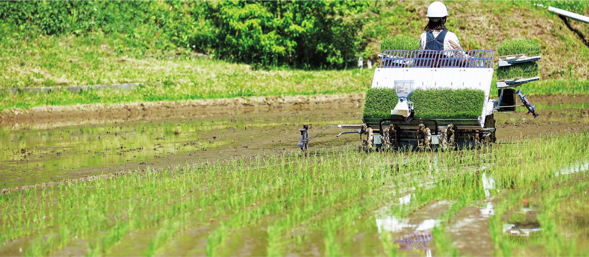 植付性能｜Rice transplanter LC41｜田植機｜製品情報｜製品紹介