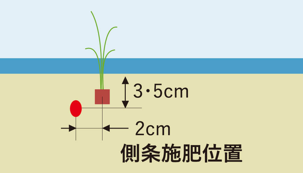 3・5cm 2cm 側条施肥位置