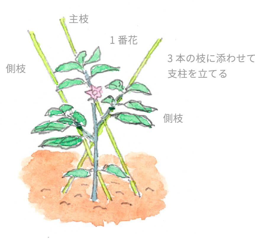 整枝・支柱立て