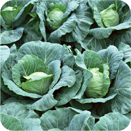 キャベツ 人気野菜の育て方 はじめよう家庭菜園 手作り菜園 三菱マヒンドラ農機